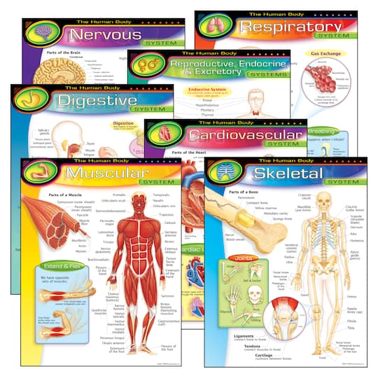 The Human Body Learning Charts Combo Pack, Set of 7